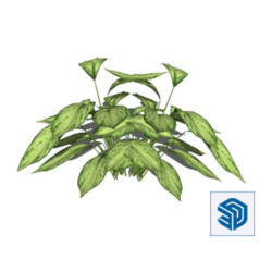Download 3D Plant Dieffenbachia