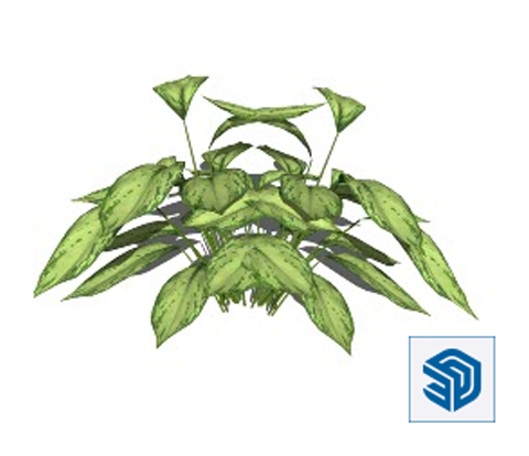 Download 3D Plant Dieffenbachia